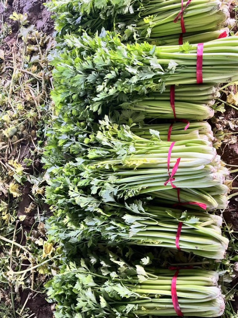 芹菜开始大卖，可打电话咨询，价格可聊，诚信经营
