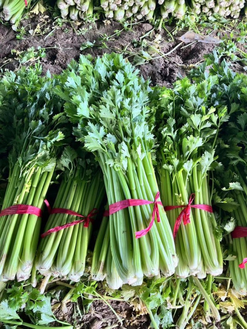 芹菜开始大卖，可打电话咨询，价格可聊，诚信经营