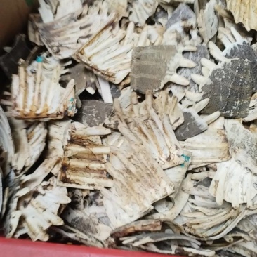 甲鱼壳卖