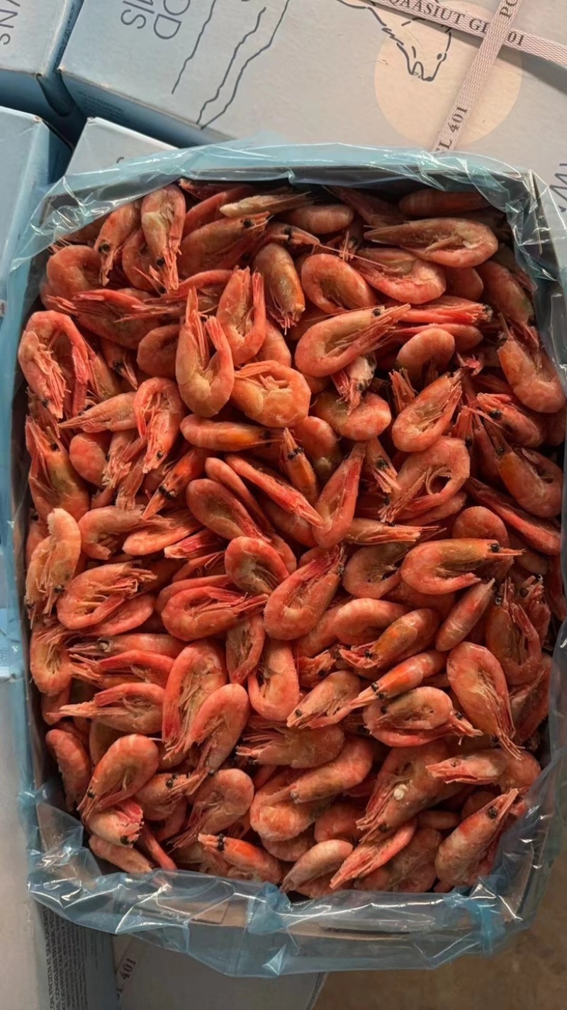 北极熊甜虾