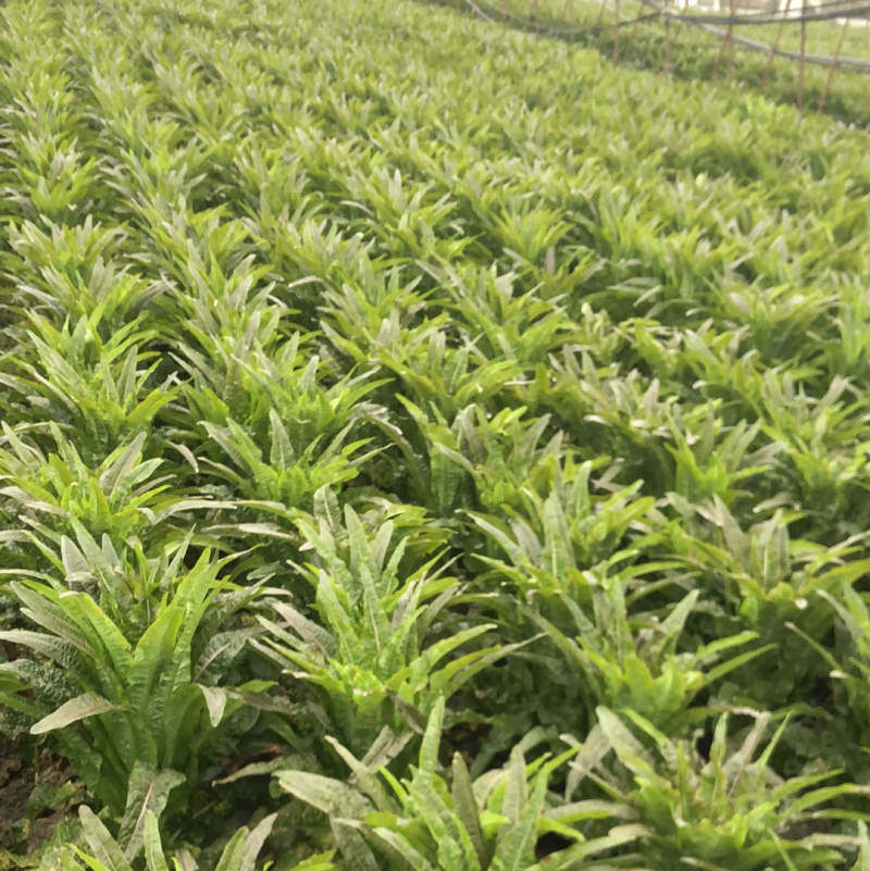 【推荐】四川红叶莴苣货源充足质量保证欢迎来电