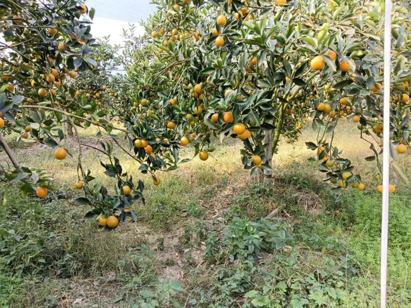 正宗广西脆蜜金桔纯甜无酸无籽多汁个大果肉饱满原产地果地直
