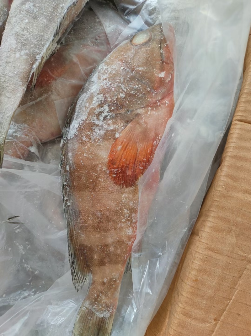 单冻红石斑鱼3/5红斑