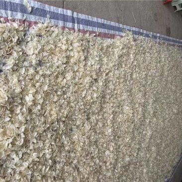 鱼胶花胶鸡蛋胶单片清水无苦少油足干品质保证欢迎采购