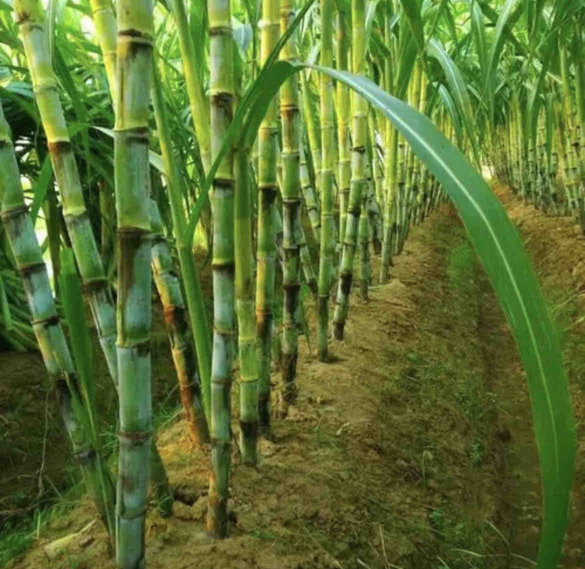 甘蔗田间成熟景象