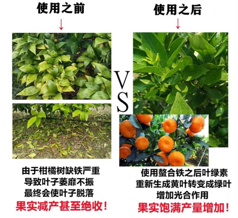 螯合铁铁肥液体叶面肥水溶肥蔬菜花卉果树快速补铁预防植黄化