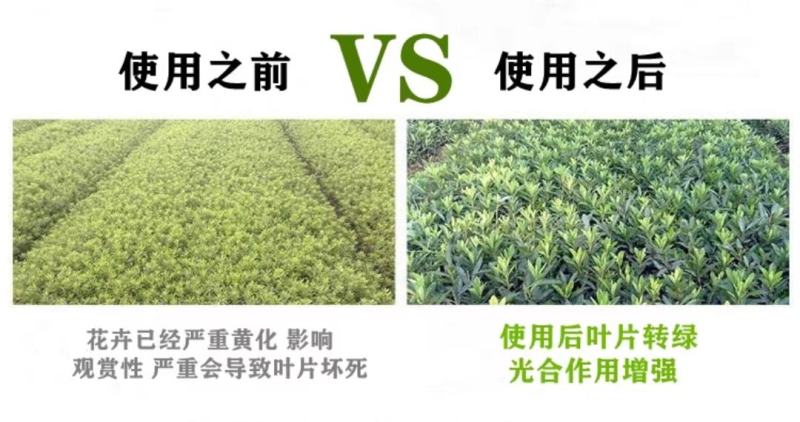 螯合铁铁肥液体叶面肥水溶肥蔬菜花卉果树快速补铁预防植黄化