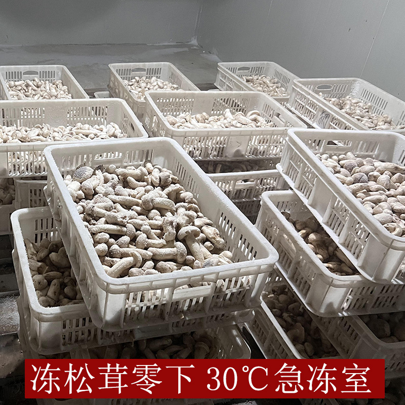 2023云南冰鲜冷冻速冻松茸野生蘑菇冻鲜整个鲜急冻餐饮酒
