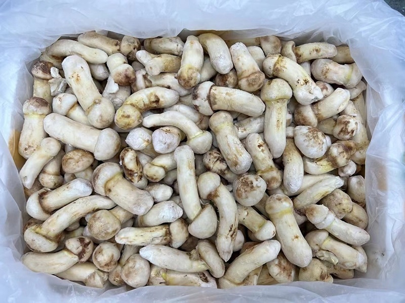 2023云南冰鲜冷冻速冻松茸野生蘑菇冻鲜整个鲜急冻餐饮酒