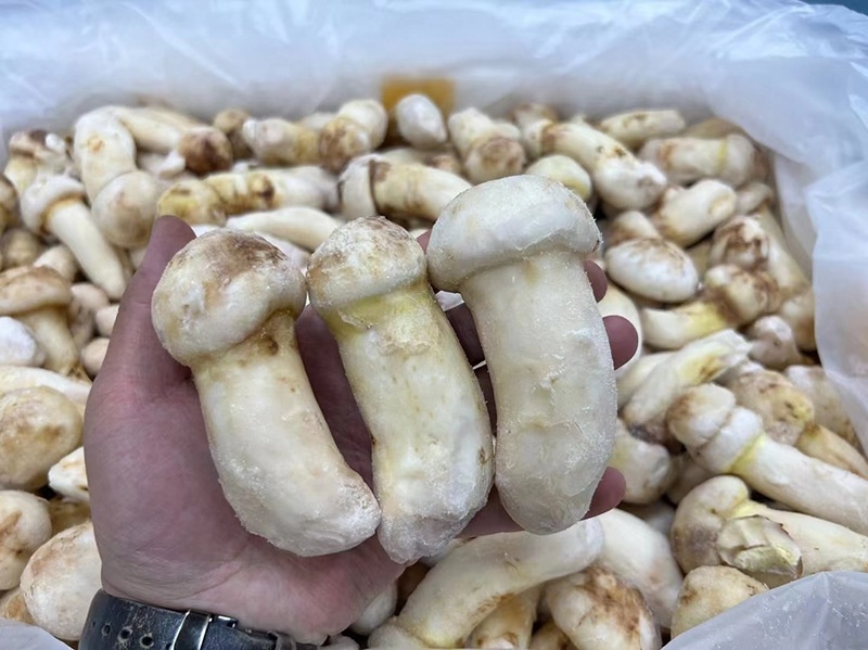 2023云南冰鲜冷冻速冻松茸野生蘑菇冻鲜整个鲜急冻餐饮酒