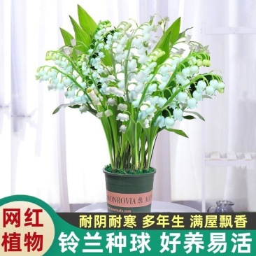 铃兰种球带芽发货耐寒植物室内盆栽当年开花新手易种铃兰花苗