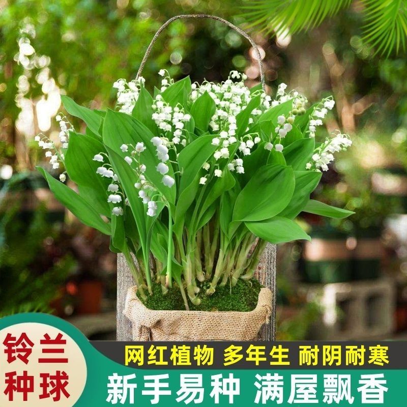 铃兰种球带芽发货耐寒植物室内盆栽当年开花新手易种铃兰花苗