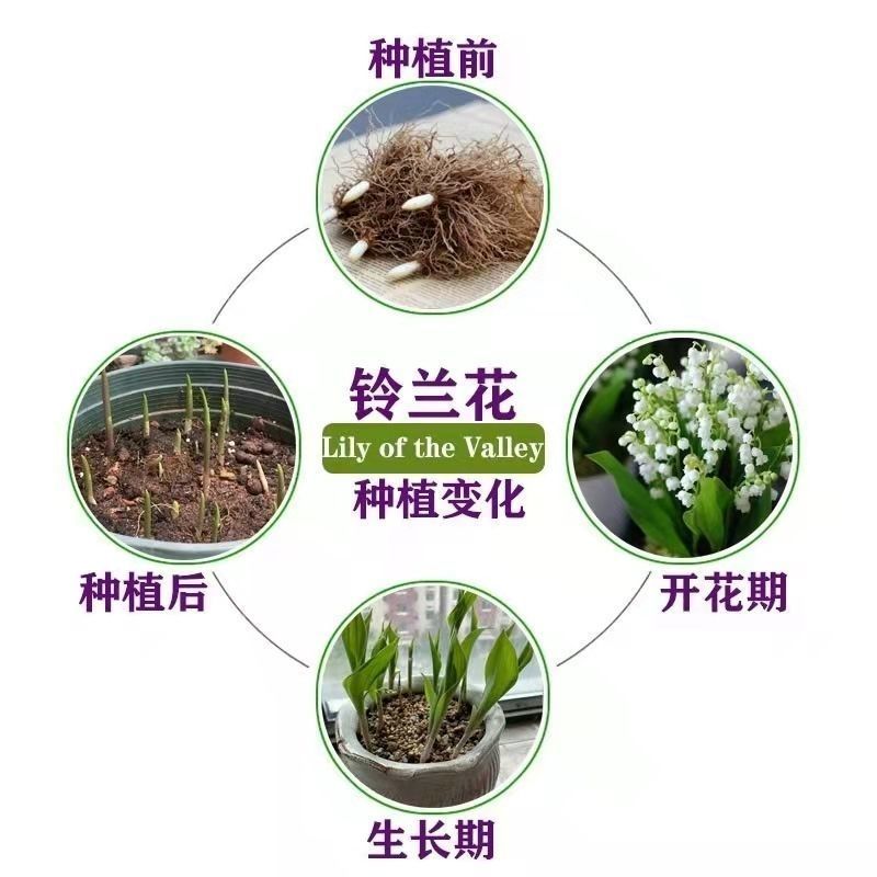 铃兰种球带芽发货耐寒植物室内盆栽当年开花新手易种铃兰花苗