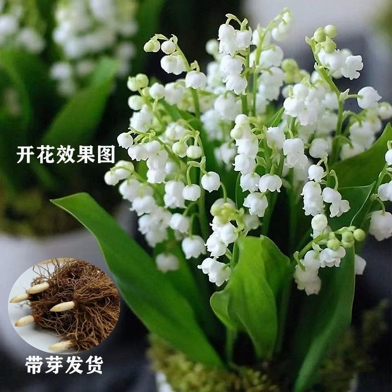 铃兰种球带芽发货耐寒植物室内盆栽当年开花新手易种铃兰花苗