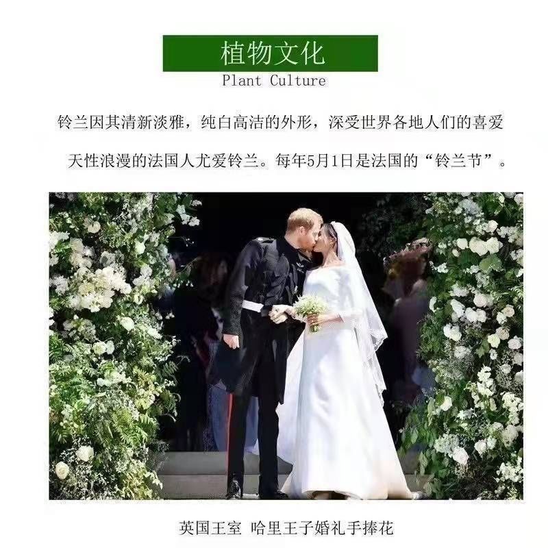 铃兰种球带芽发货耐寒植物室内盆栽当年开花新手易种铃兰花苗