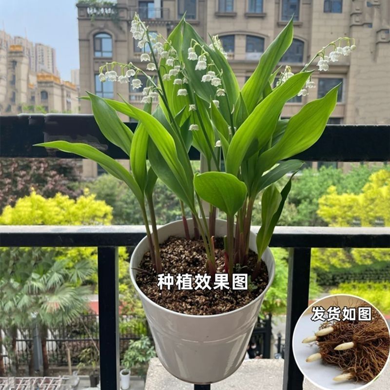 铃兰种球带芽发货耐寒植物室内盆栽当年开花新手易种铃兰花苗