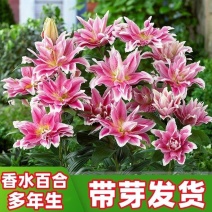 香水百合种球四季花卉耐寒盆栽室内外花植物种子浓香型百合花