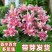 香水百合种球四季花卉耐寒盆栽室内外花植物种子浓香型百合花