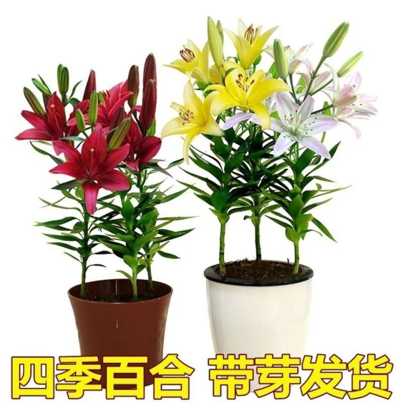 香水百合种球四季花卉耐寒盆栽室内外花植物种子浓香型百合花