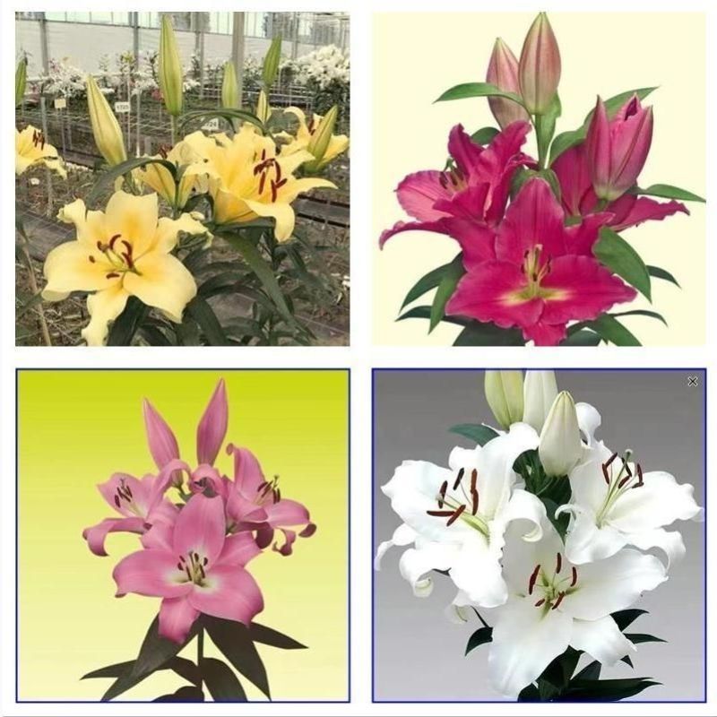 香水百合种球四季花卉耐寒盆栽室内外花植物种子浓香型百合花