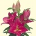 香水百合种球四季花卉耐寒盆栽室内外花植物种子浓香型百合花