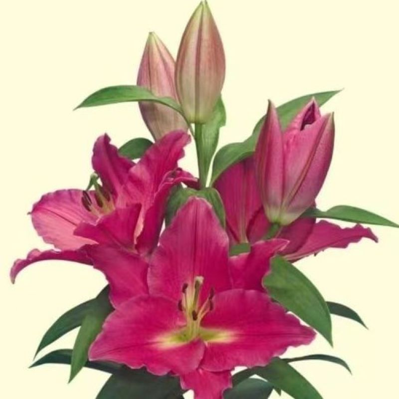 香水百合种球四季花卉耐寒盆栽室内外花植物种子浓香型百合花