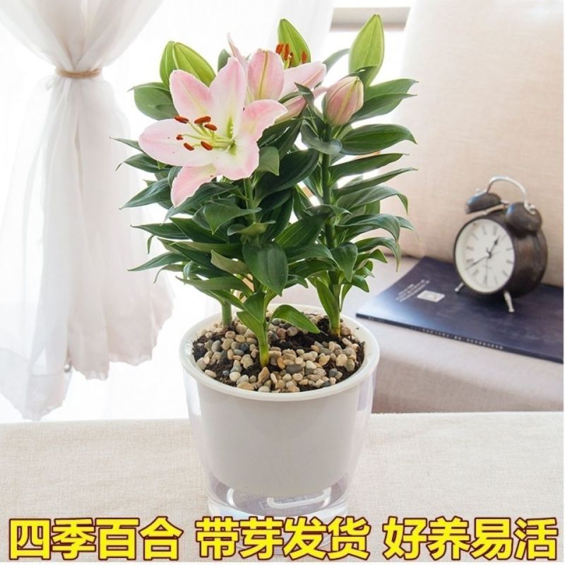 香水百合种球四季花卉耐寒盆栽室内外花植物种子浓香型百合花