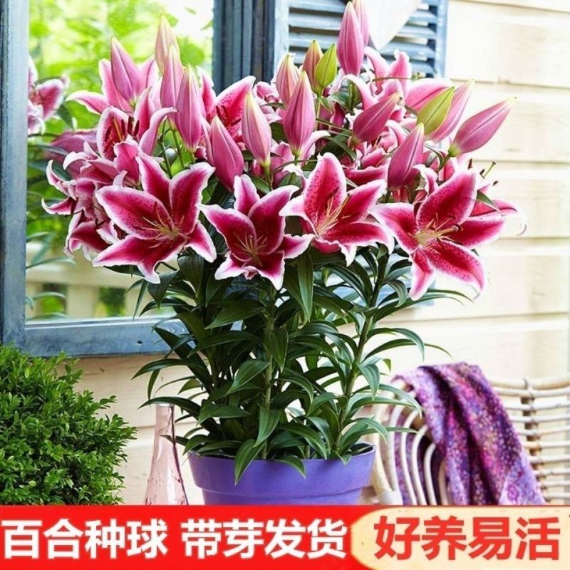 香水百合种球四季花卉耐寒盆栽室内外花植物种子浓香型百合花