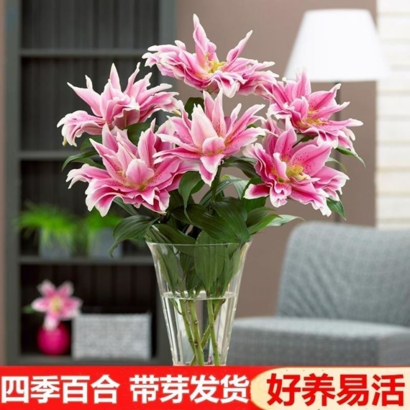 香水百合种球四季花卉耐寒盆栽室内外花植物种子浓香型百合花