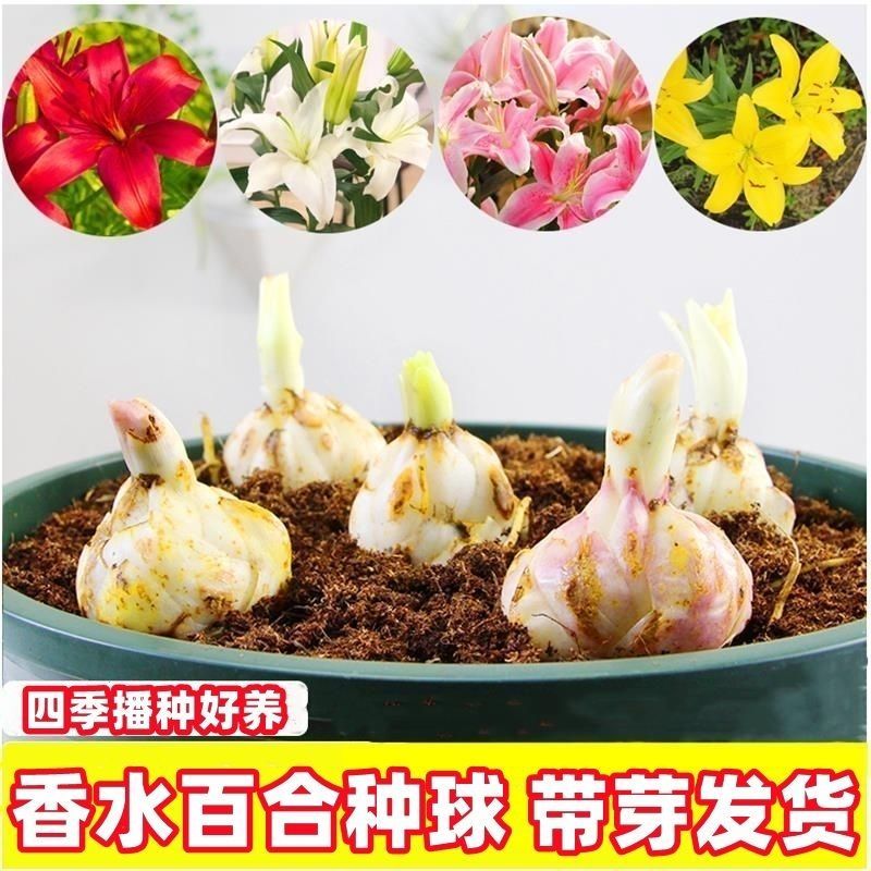 香水百合种球四季花卉耐寒盆栽室内外花植物种子浓香型百合花