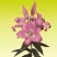 香水百合种球四季花卉耐寒盆栽室内外花植物种子浓香型百合花
