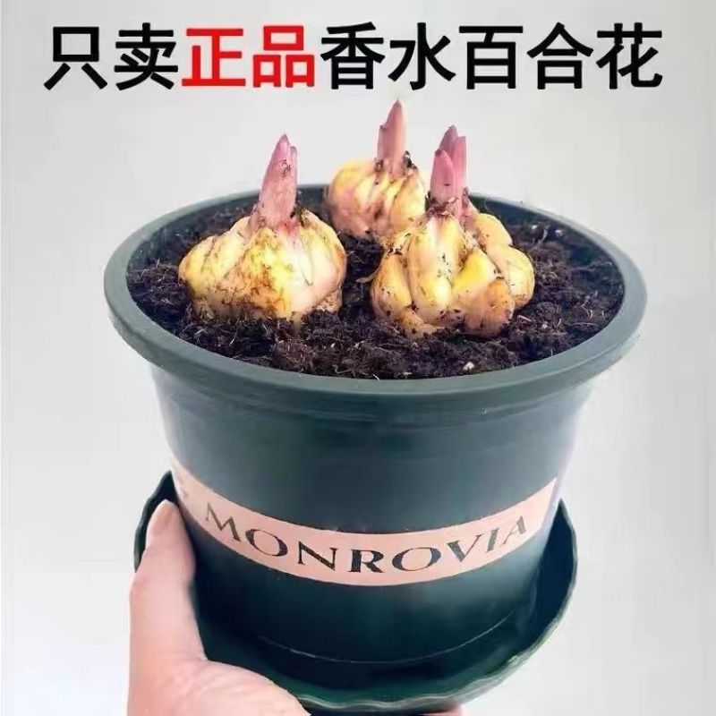 香水百合种球四季花卉耐寒盆栽室内外花植物种子浓香型百合花