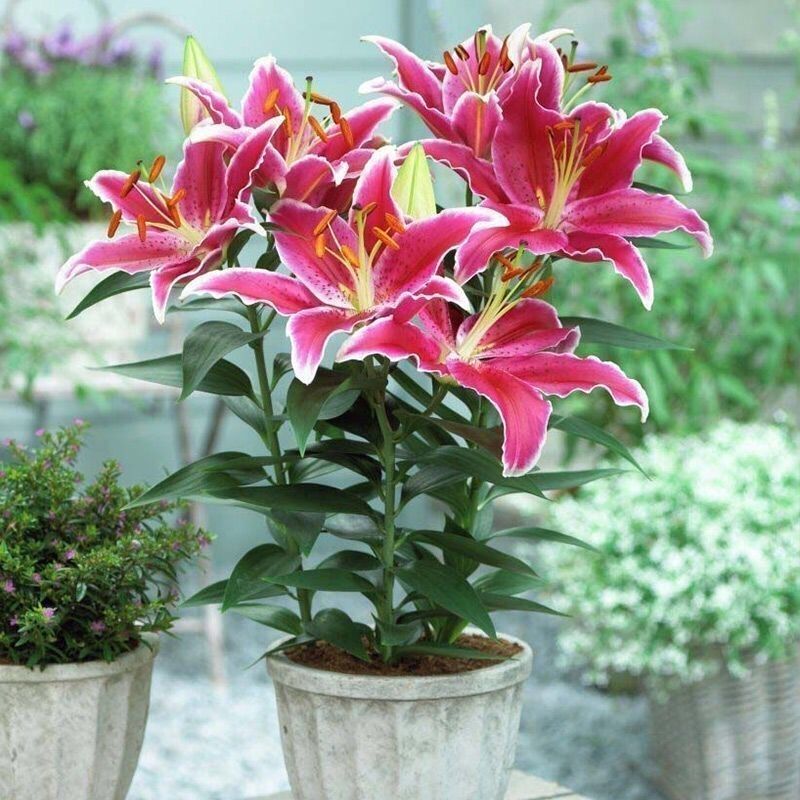 香水百合种球四季花卉耐寒盆栽室内外花植物种子浓香型百合花