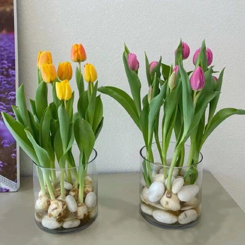 荷兰进口郁金香种球花苗种子大球重瓣四季养耐寒球根花卉植物