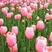 荷兰进口郁金香种球花苗种子大球重瓣四季养耐寒球根花卉植物