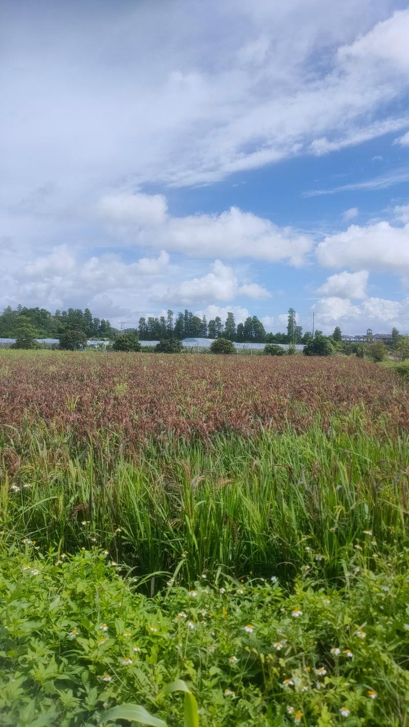 珠海莲洲筱薇菰稻米