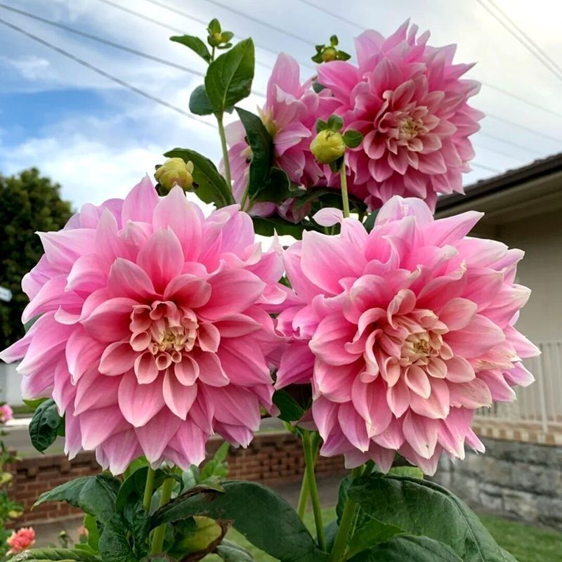 大丽菊花地瓜花大丽花种球庭院种植盆栽植物球根花卉阳台种植