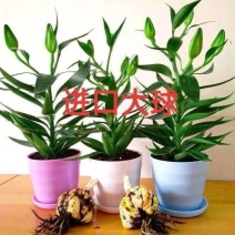 香水百合种球带芽耐寒四季盆栽室内外阳台花卉绿植种子浓香型