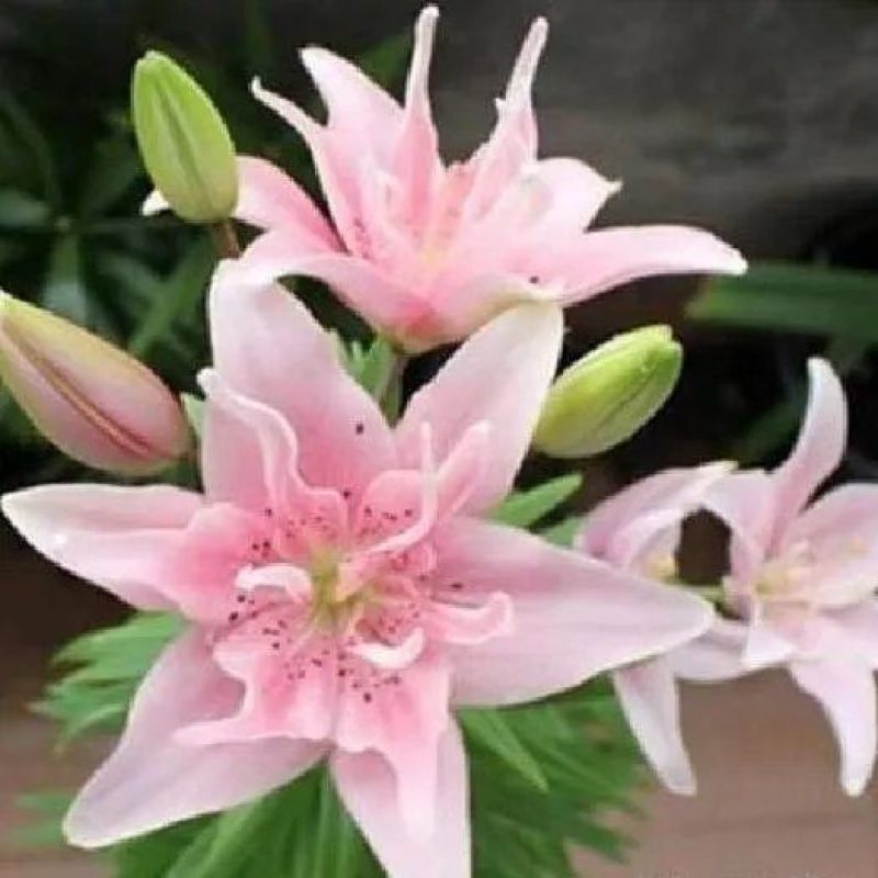 香水百合种球带芽耐寒四季盆栽室内外阳台花卉绿植种子浓香型