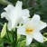 香水百合种球带芽耐寒四季盆栽室内外阳台花卉绿植种子浓香型