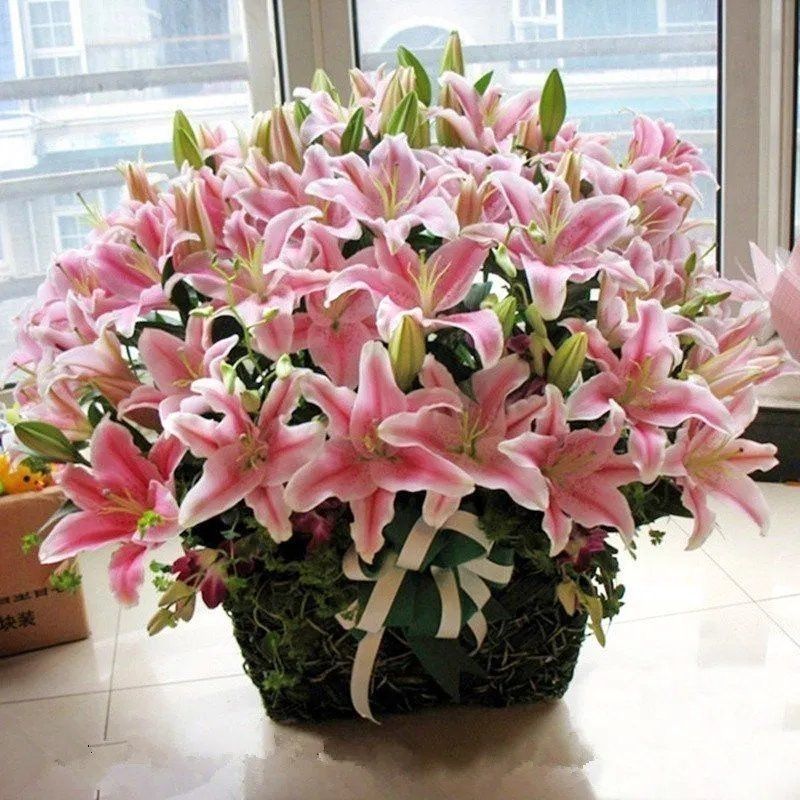 香水百合种球带芽耐寒四季盆栽室内外阳台花卉绿植种子浓香型