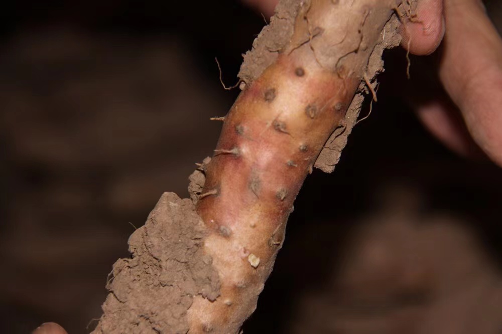 铁棍山药种植地