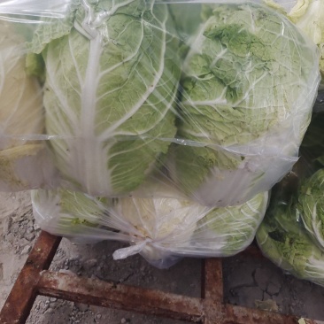 精品黄心白菜大量供应中