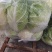 精品黄心白菜大量供应中