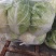 精品黄心白菜大量供应中