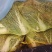 精品黄心白菜大量供应中