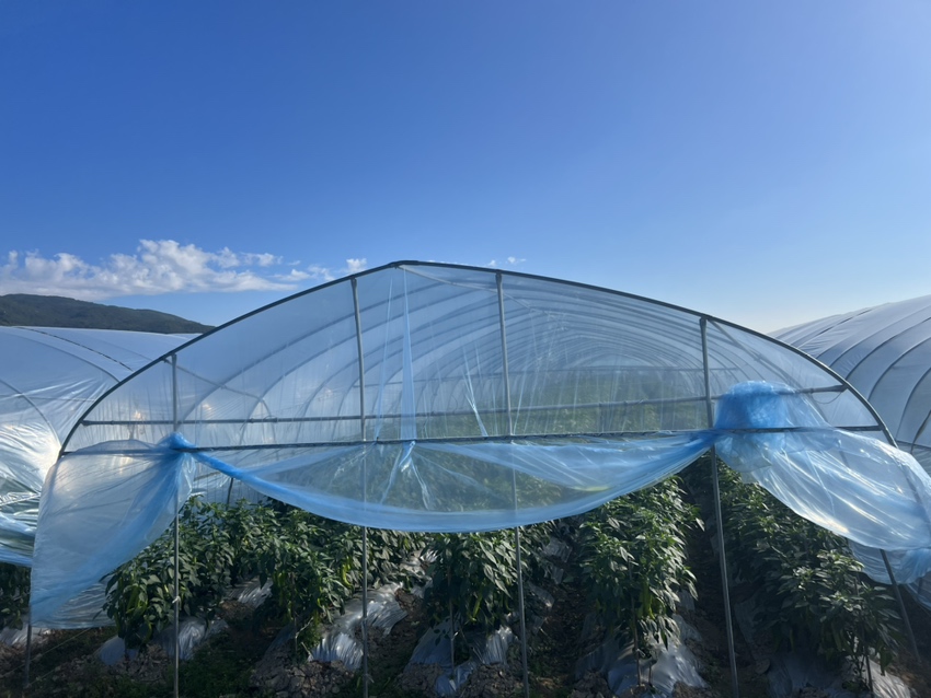 一片阳光充足的农田中,成片的灯笼红干椒植株整齐排列,枝头挂满饱满、色泽鲜红的成熟果实。果实呈短灯笼状,表面光滑有光泽,部分果实已开始自然脱水变干,背景为北方典型的沙壤土耕地和远处晾晒棚 灯笼红干椒植株与鲜果特写