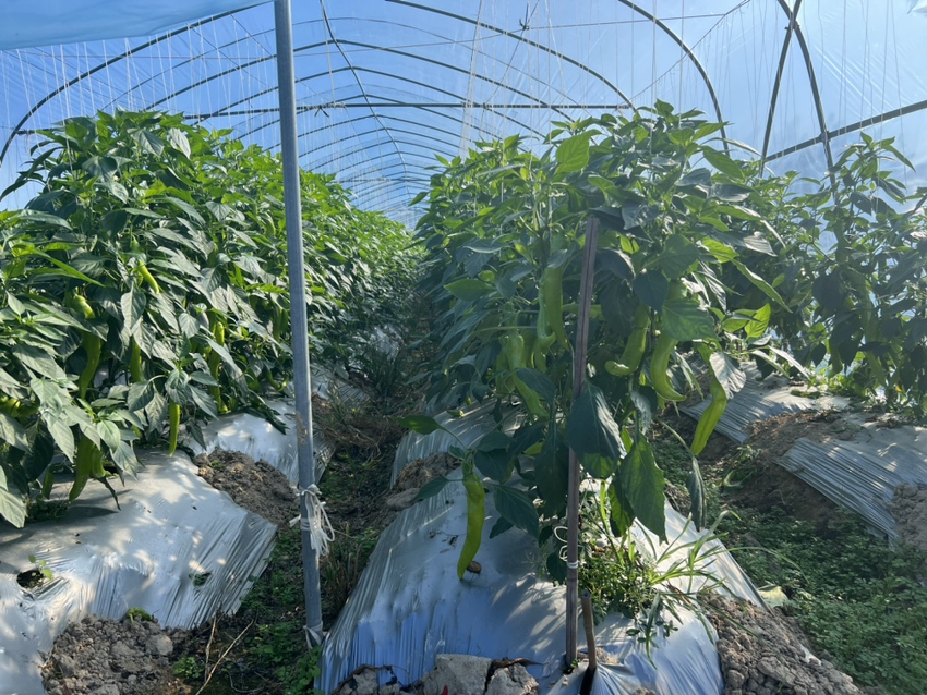 紫灯笼辣椒在南方大棚中生长的实景图