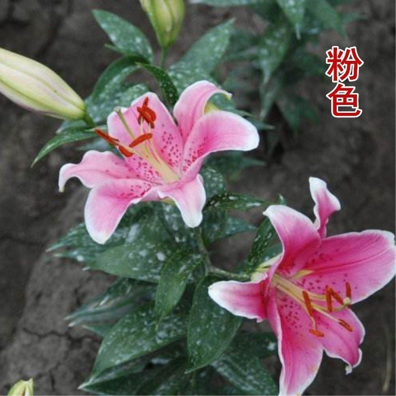 秋冬季耐寒室外花种子香水百合种球四季百合花子庭院开花不断