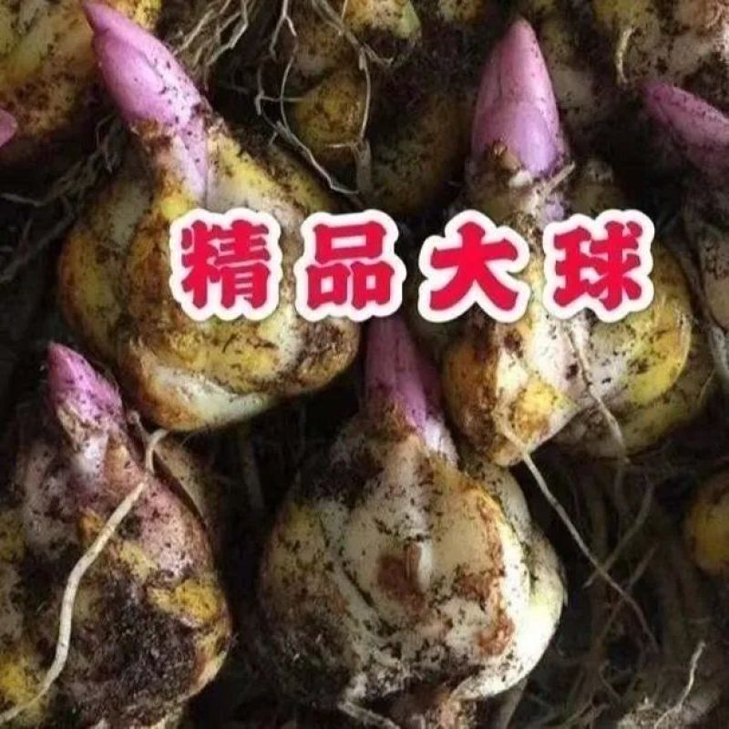 秋冬季耐寒室外花种子香水百合种球四季百合花子庭院开花不断